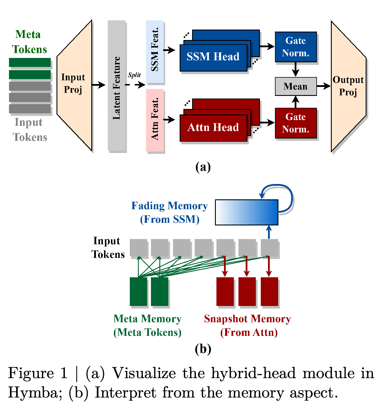 Parallel attention and SSM branches in the hybrid-head module, with a conceptual interpretation of their memory roles.