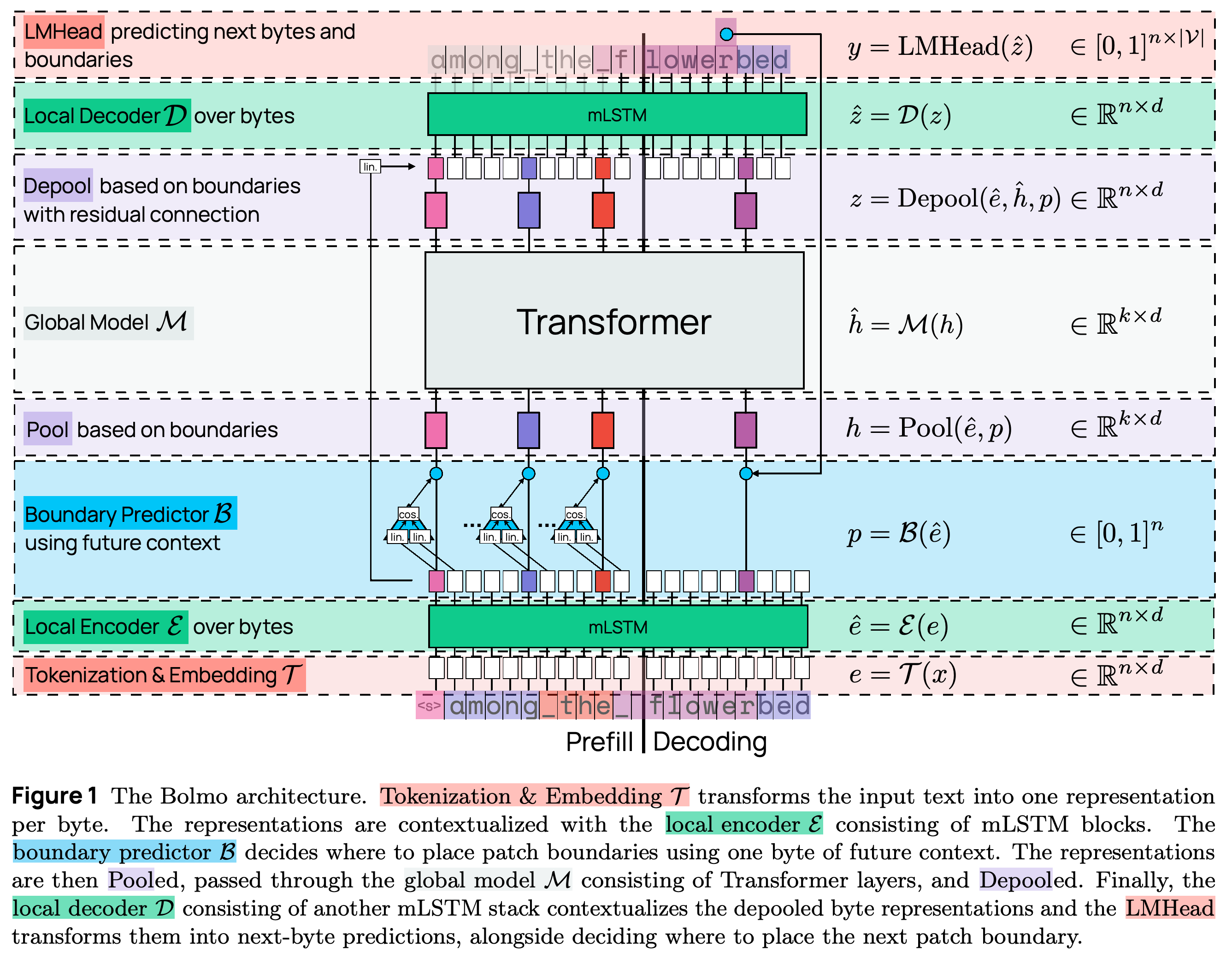 Bolmo’s byte embedding, local encoding, boundary prediction, pooling, global Transformer, depooling, and local decoding pipeline.