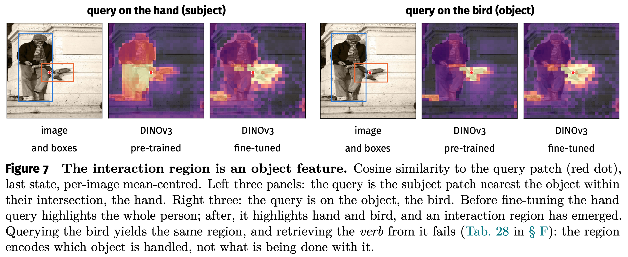 hand와 bird query에 대한 relation fine-tuning 전후 patch-similarity map